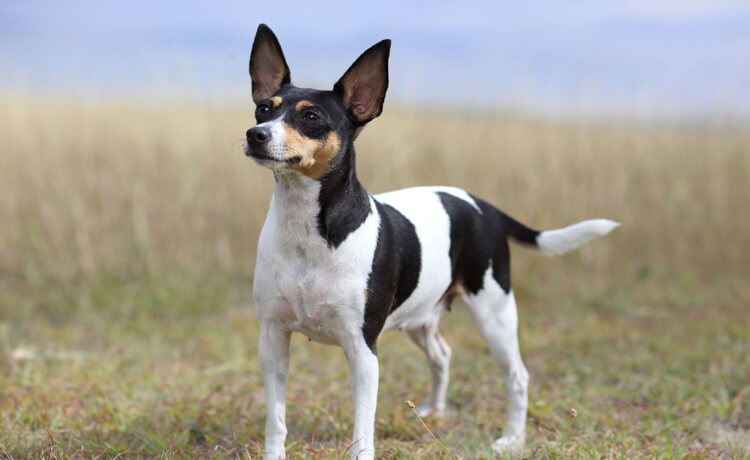 Toy Fox Terrier